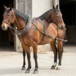 Standardbred Horse – Harness Racing Pacing And Trotting Traits & Complete Care Guide A Standardbred horse stands calmly in harness at a stable yard during training, with a handler holding the reins nearby.