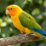 Sun conure perched on a branch showing yellow-orange plumage and green wings