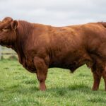 A red Sussex bull grazing in a green pasture with a wooden fence in the background.
