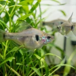 A female swordtail fish near live plants in an aquarium with fry hidden among the stems