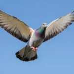 A Syrian pigeon flying with wings spread against a blue sky.