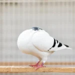 Thuringer Pouter Pigeon – German Pouter Breed Guide Thuringer Pouter pigeon with inflated crop standing on a wooden perch.