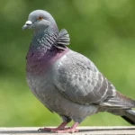Turbit pigeon frill mane