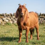 Verata goat grazing in a field with stone wall in background
