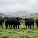 A herd of Welsh Black cattle grazing on a misty hillside in Wales with stone walls and rolling green pastures