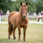 Welsh Pony And Cob – Versatile and Beautiful Complete Breed Guide Welsh pony standing calmly in a show ring with a bridle and lead rope held by a handler.
