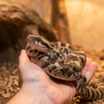 Western Hognose Snake – Care, Handling, Diet, Enclosure Setup & Complete Guide A western hognose snake resting on a handler’s hand with the warm side of its enclosure in the background.