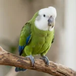 White Capped Pionus parrot perched on a wooden branch showing its white cap and green plumage