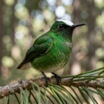 White-Eared Hummingbird – Distinctive Markings & Complete Breed Guide White-Eared Hummingbird perched on a branch with visible white ear stripe behind the eye and vivid green plumage.