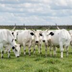 White Park cattle grazing on a green pasture with black points visible on ears, nose, and hooves.