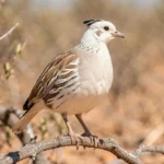 Yemen Francolin – Rare Color Morphs & Complete Breed Guide Close up of a Yemen Francolin leucistic morph perched on a branch in a natural setting